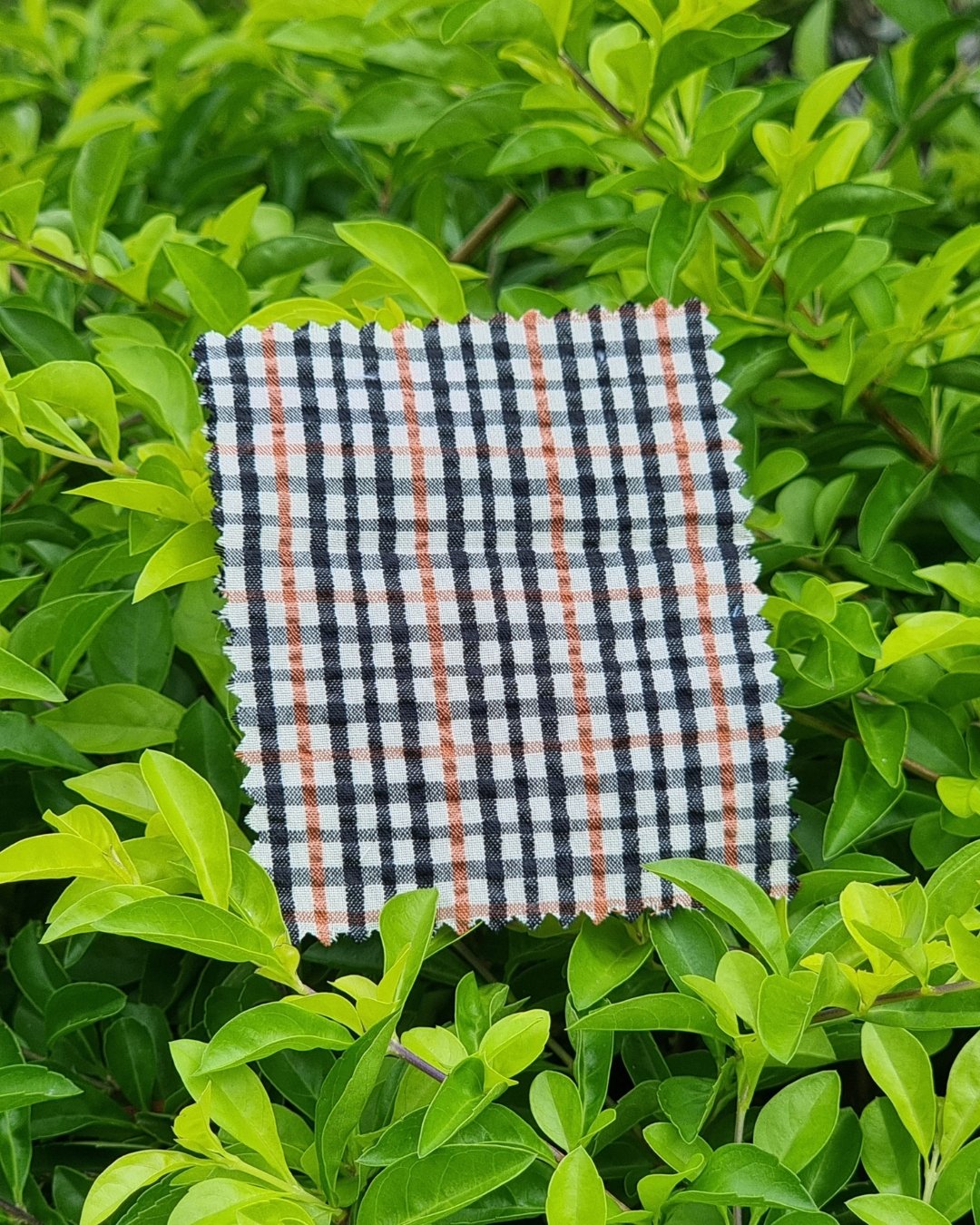 Beige & Black Gingham Seersucker - Additional view 1