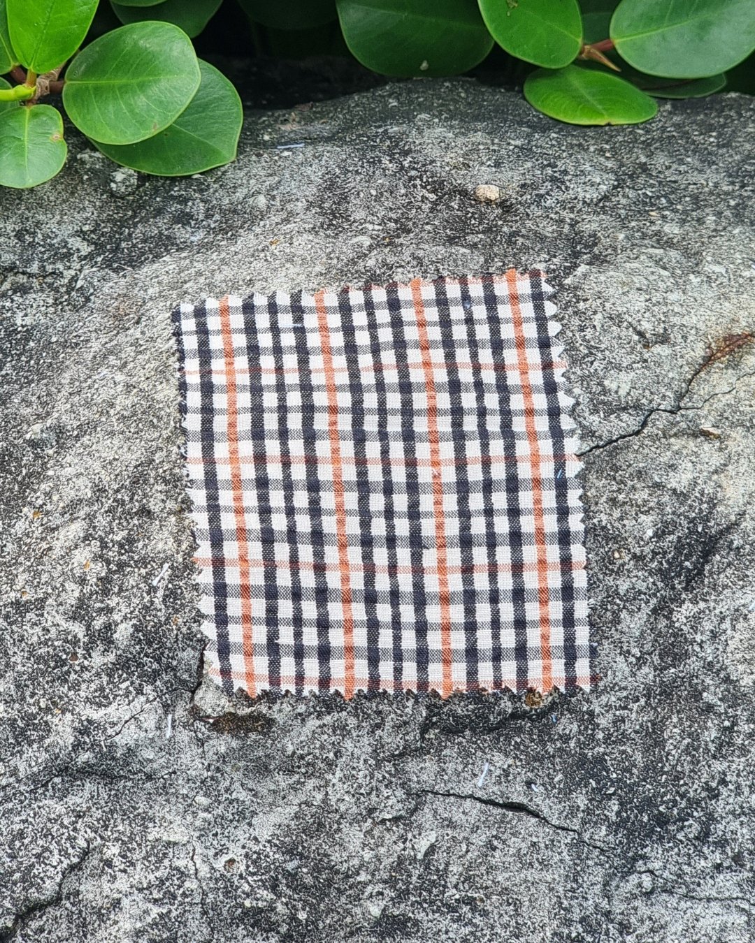 Beige & Black Gingham Seersucker - Additional view 4